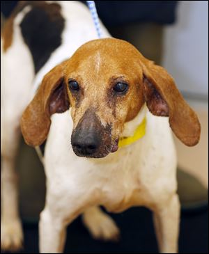 Vera, an 11 year old female foxhound mix is now available for adoption.Pound No. 5572, cage No. 98