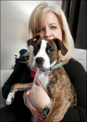 Parker, a ‘pit bull’ puppy now in the foster care of Amy Bolinger of Perrysburg, was rescued by the Lucas County Pit Crew from a horrific environment in Toledo.  Parker and other puppies had been offered on Craigslist for $10 apiece.