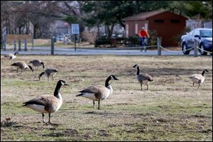 The Ohio Department of Natural Resources has given the Olander Park System a permit to remove eggs, destroy the yolk, and return the eggs to satisfy the ‘nesting instinct’ of Canada geese.