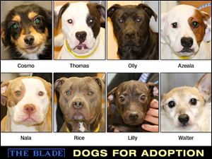 Lucas County Dogs for Adoption: April 8, 2014