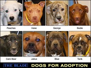 Lucas County Dogs for Adoption: April 8, 2014