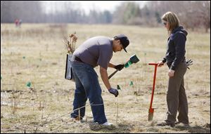 Brandon Castillo and Kate Rogner, both engineers at General Motors in Toledo, plant trees at Fallen Timbers Battlefield in Maumee. Thousands of trees have been planted there this spring.