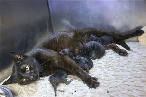 An unnamed 1-year-old cat nurses her six kittens Tuesday after giving birth at the Toledo Area Humane Society in Maumee. It was one of three pregnant cats seized Friday from a Toledo home.