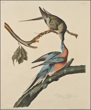 John James Audubon (American, 1785–1851), ‘The Passenger Pigeon,’ Plate 62 of Birds of America, 1829. Etching, aquatint (colored by hand), 30 3/16 by 26 1/8 inches. The work is part of a show opening April 25 at the Toledo Museum of Art.