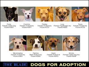Lucas County Dogs for Adoption: 4-22
