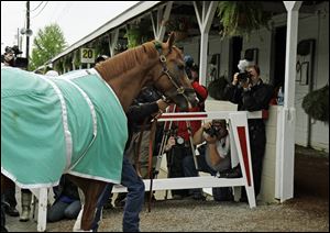 California Chrome walks into Barn 20 at Churchill Downs for the Kentucky Derby in Louisville, Ky.