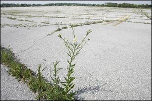 Weeds rise through cracks in pavement at the site of the former Southwyck mall.