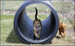 Riley, left, a 13 week, female, Aussie Husky, runs through a tube while playing with a non-related, male, one-year-old Pomchi named Coco, right, in the dog park next to the Wood County Dog Shelter.