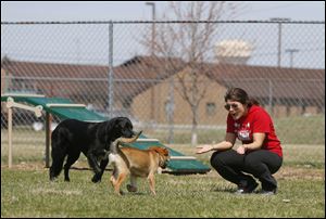 Tiffany Wagoner, from Bowling Green, plays with her rescue dogs Sully, left, a 18 month-old, male, Flat-Coated Retriever, and Riley, center, a 13 week, female, Aussie Husky,  in the dog park next to the Wood County Dog Shelter.