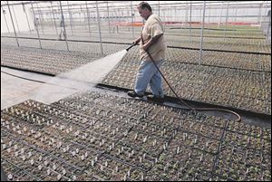 LIV impatiens08p   04/08/2014  The Blade/Lori King  Long-time worker Joe Barrera waters impatiens at Tom Strain & Sons (Daughter Too) Farm Market and Garden Center in Toledo.