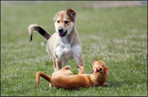 Riley, left, a 13 week, female, Aussie Husky, plays with an unrelated male, one-year-old Pomchi named Coco, right, in the dog park next to the Wood County Dog Shelter.