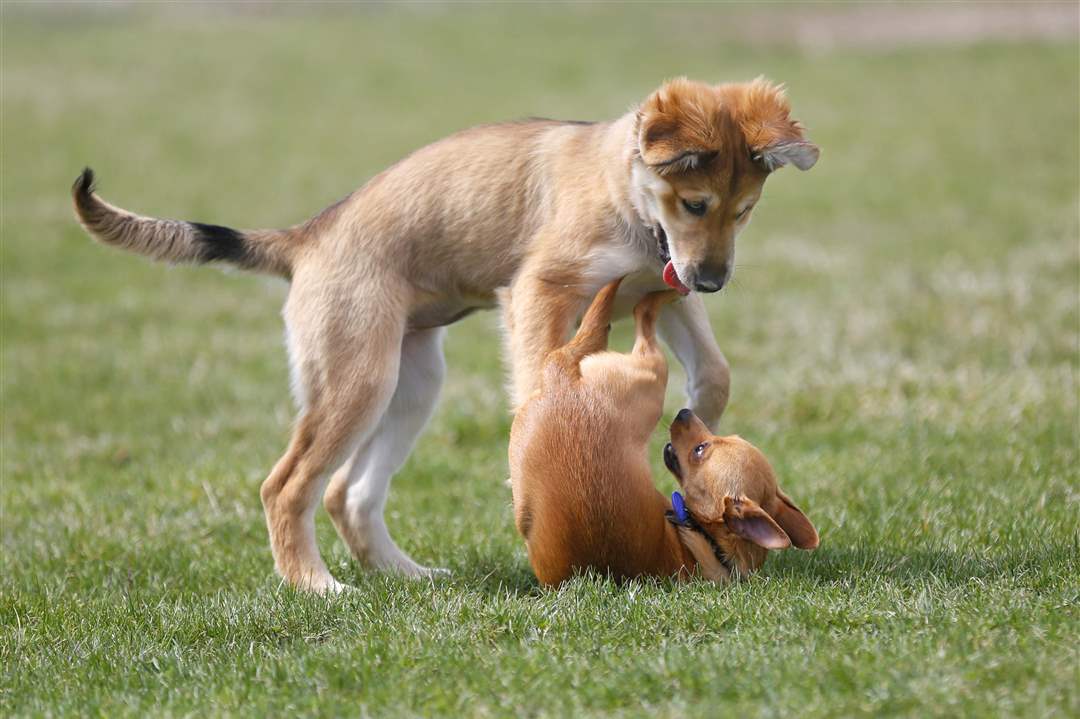 Dog-park-Riley-and-Coco