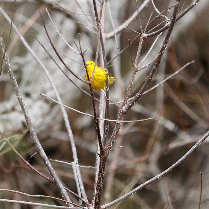 Birders-yellow-warbler
