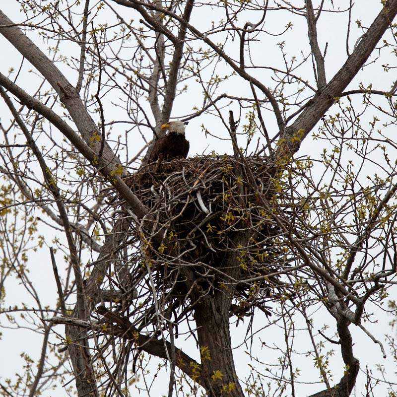 Birders-bald-eagle-nest