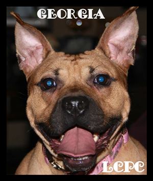 Georgia, formerly Butterball, is now up for adoption with Lucas County Pit Crew.