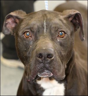 Rocky, a male seven-year-old Pit Bull mix, is up for adoption at Lucas County Canine Care and Control. His pound number is 5840.