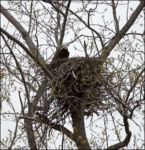 An eagle sits on a nest above the parking lot for the boardwalk at Magee Marsh.Birders can see eagles, and hundreds of other birds during the Biggest Week in American Birding, which begins today.