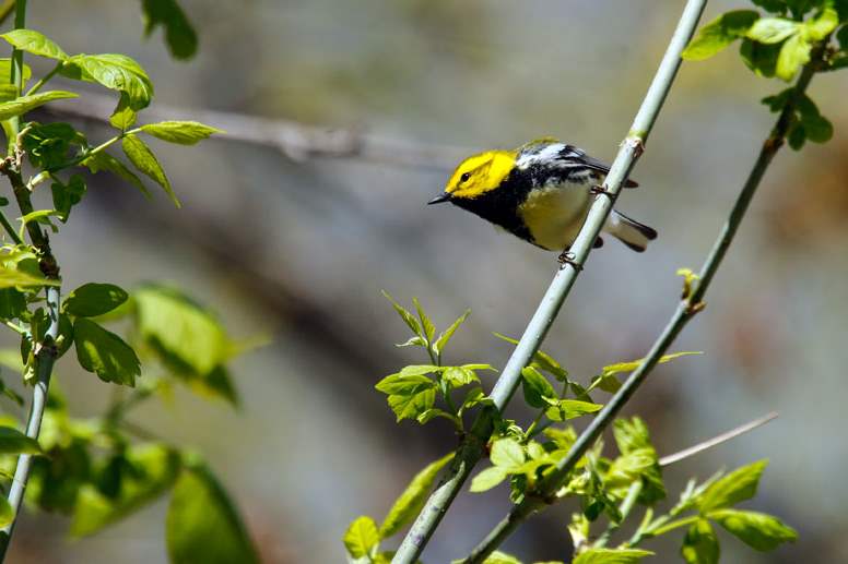 A-black-throated-green-warbler-perches-in-the-sun-only-briefly