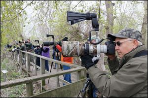 Neal Hohman, of Marietta, Ohio, gets a bird's-eye view at Magee marsh Wildlife Area in Oak Harbor, Ohio, during the Biggest Week in American Birding.