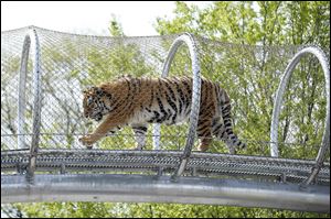 The see-through mesh pathway called Big Cat Crossing at the Philadelphia Zoo is part of a national trend called animal rotation that zoos use to enrich the experience of both creatures and guests. 