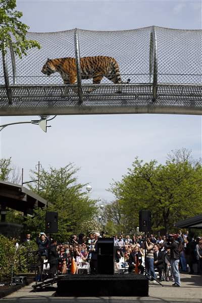 Philadelphia-Zoo-Tiger-Trail