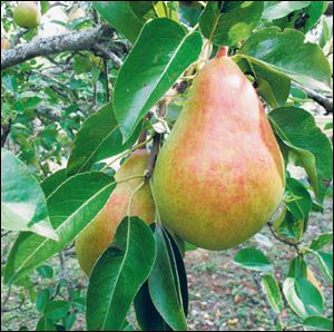Pears can be dried, which concentrates their flavors and sweetness. 