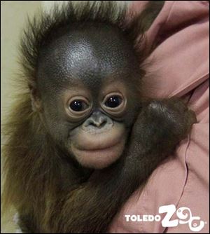Kecil born Jan. 11 at the Toledo Zoo.