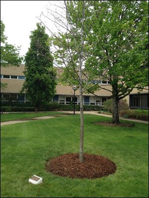 A memorial plaque and tree honoring student Paul Daniel DeWolf, donated by his family, in Ann Arbor, Mich.
