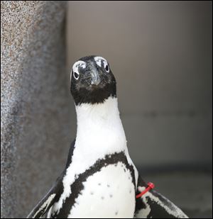 The zoo received penguins from seven different places for Penguin Beach.