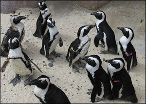 African penguins gather at the new Penguin Beach exhibit. Workers at the Toledo Zoo were able to use the exhibit to quarantine the newly arriving birds.