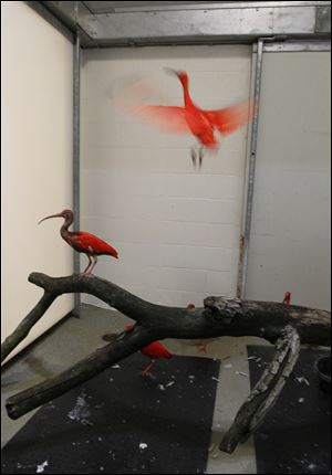 The Toledo Zoo will introduce scarlet ibises into the Flamingo Key exhibit next month.