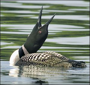 The loon emits many unique sounds.  It squawks when alarmed, yodels to establish a territorial claim, and it wails in an eerie, haunting manner to alert other loons to its location.