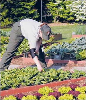 A National Park Service worker tends to the White House kitchen garden.