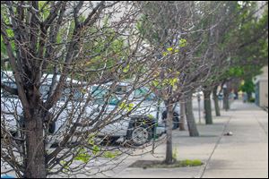Trees with dead limbs line Superior Street in downtown Toledo.