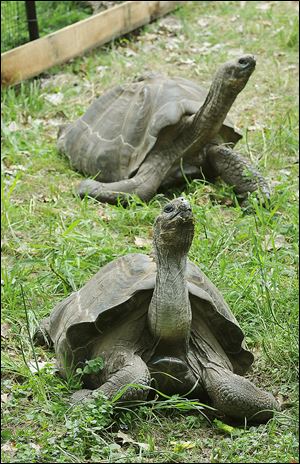 A Galapagos tortoise, rear, weighing in at 163 pounds, and his female companion, front, weighing 122 pounds, crane their necks in their enclosure.