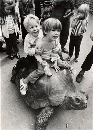 John Green, 4, rear, hangs onto his brother Tige, 2, as they ride Galopy, the Galapagos Island tortoise in the Toledo Zoo’s Wonder Valley section in 1972.