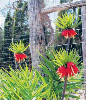 Crown imperial is a majestic bulb that deserves to be more widely known and grown.
