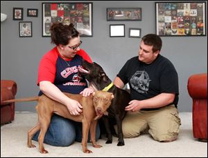 Amanda and Nathan Overholt of Northwood adopted two ‘pit bulls’ — Ginger, left, and Ace — from the Lucas County Pit Crew in the last year. The advocacy organization recently adopted out its 50th ‘pit bull.’