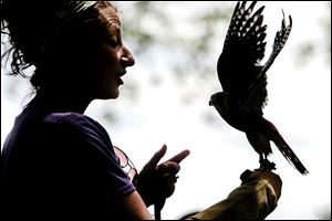 Natalie Miller talks to a group while handling a male American kestrel, the smallest falcon in North America.