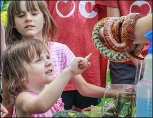 Seraphina Zolciak, 3, extends her finger to pet a corn snake as her sister Olivia Zolciak, 7, back, watches at the Toledo Botanical Garden. The Wild about Wildlife event was held on Sunday.