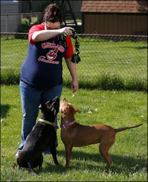 Amanda Overholt plays with her ‘pit bulls,’ Ace, left, and Ginger in the backyard of her Northwood home. She said she was skeptical of the breed until she met Ace.