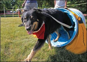 Coda exits the tunnel during the agility course at a past MetroBarks Festival. Coda is owned by Sandy Pratt of Toledo.