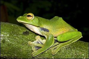 The Helen's giant green flying frog, found just 60 miles from Ho Chi Minh City, which glides between treetops using its large, webbed hands and feet.