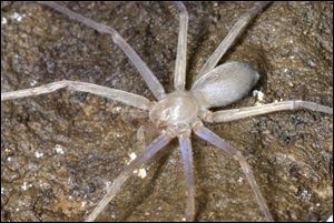 A blind huntsman spider, the first of its kind in the world without any eyes, something scientists say is attributable to living permanently without daylight, found in Laos. 