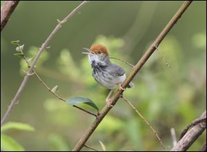 The Cambodian tailorbird - a small, dark warbler with an orange-red tuft on its head discovered, in Phnom Penh, during spot checks for the avian flu.