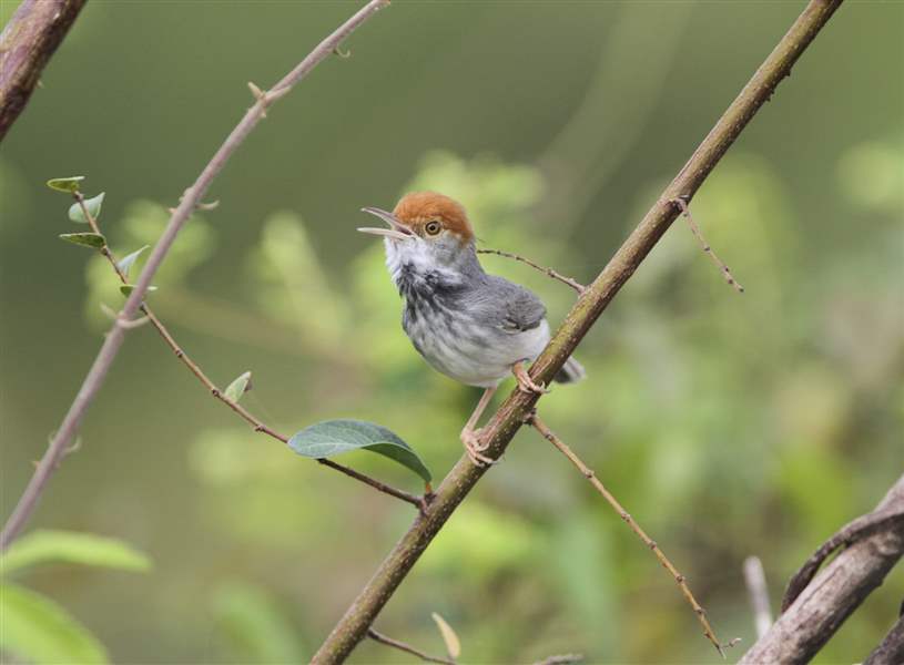 Myanmar-New-Species