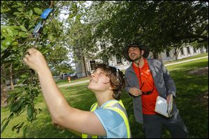 Research assistant Nadya Mi­roch­nitch­enko and Kevin McCluney, assistant professor in biology from Bowling Green State University, survey a tree for insects at Civic Center Mall.