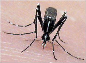 The Asian tiger mosquito, which carries the illness chikungunya, has been seen in southern Ohio but is largely unfamiliar to Lucas County.