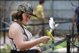 Hailey Meeker, 10,  feeds parakeets at the Keet Retreat exhibit at the Toledo Zoo.  The Bowling Green youth, along with her father, Mike; mother, Sara; and sister, Jazmin, 3, were taking in the new exhibit that allows visitors to interact with the birds.