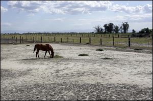 A horse grazes at a ranch near Merced, Calif. As drought has deepened in the last few months, a handful of special districts in the state’s agricultural heartland have made millions through auctions of their private, underground caches that go to the highest bidders.